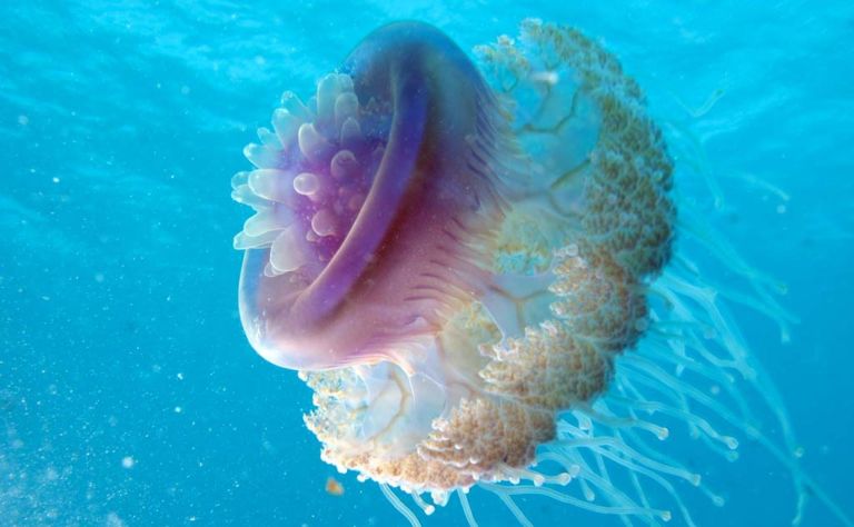 Crowned Jellyfish or Cauliflour Jelly Gallery 2