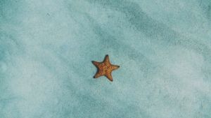 Starfish Featured