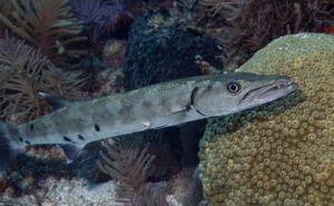 Great Barracuda Featured