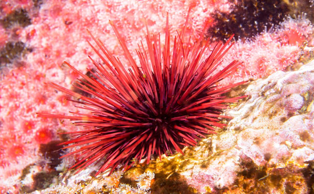 Sea Urchin Header
