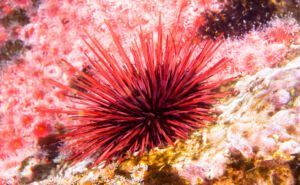 Sea Urchin Header