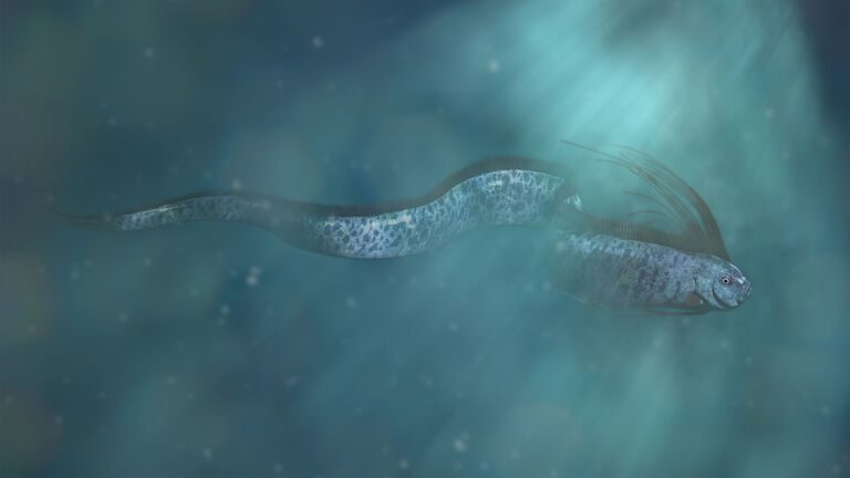 Deep Sea Header