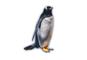 Seabirds Clickable
