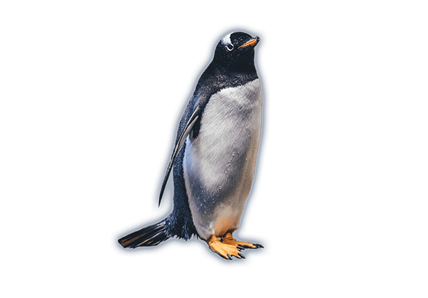 Seabirds Clickable