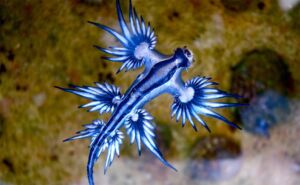Blue Sea Slug Header