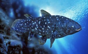 Coelacanth - Featured