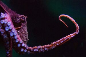 Giant Pacific Octopus Featured