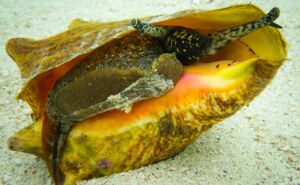 Queen Conch (Lobatus_gigas) Featured
