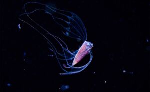 Ribbonfish Featured