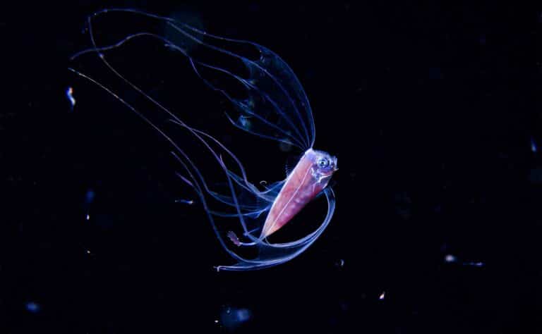 Ribbonfish Featured