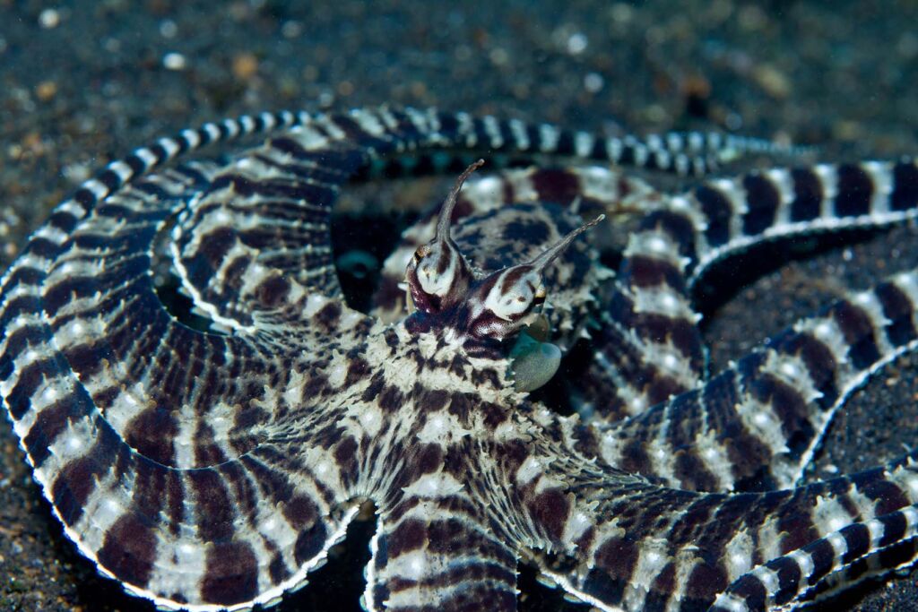 Mimic Octopus Featured