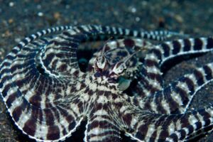 Mimic Octopus Featured