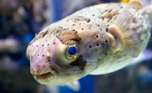 Porcupinefish Photo 3