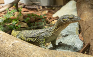 Mangrove Monitor gallery photo