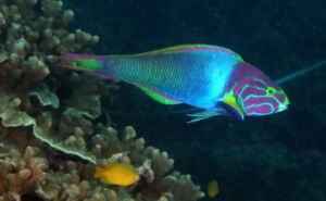 sunset moon wrasse photo