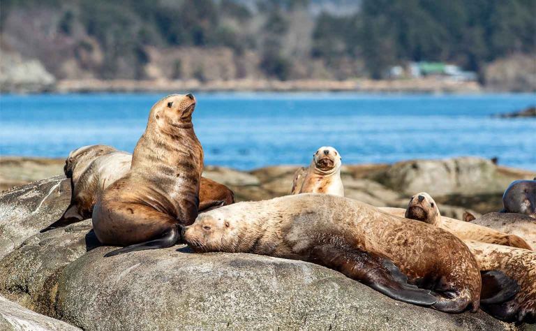 steller sea lion photo