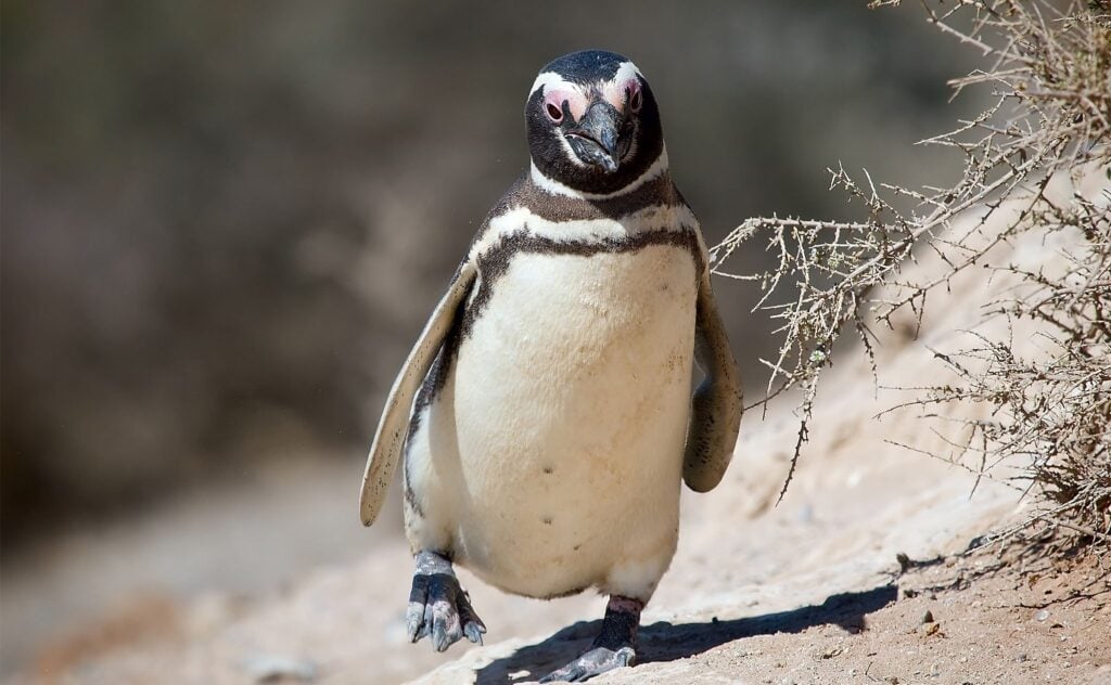Banded Penguins