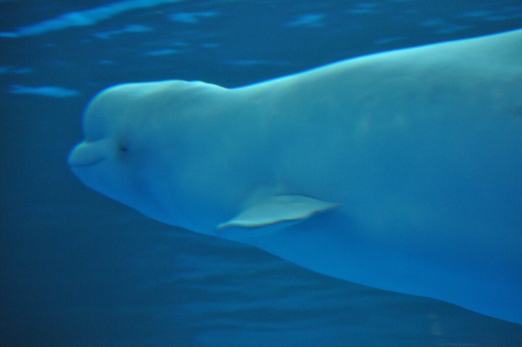 Beluga Whale