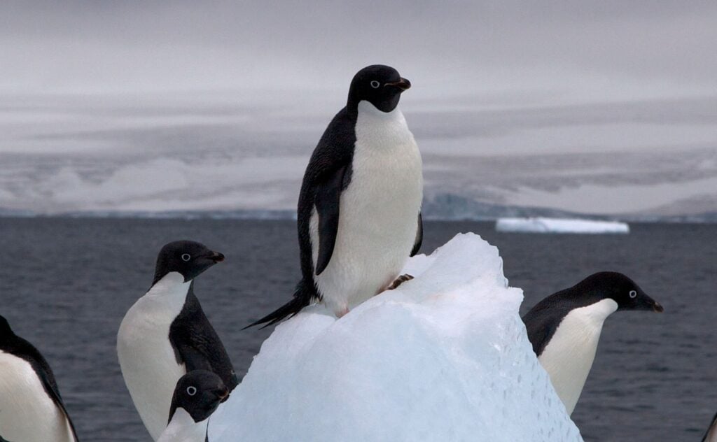 Brush-Tailed Penguins