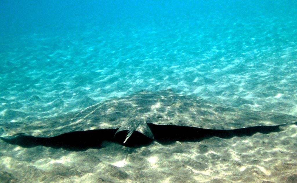 Butterfly Rays