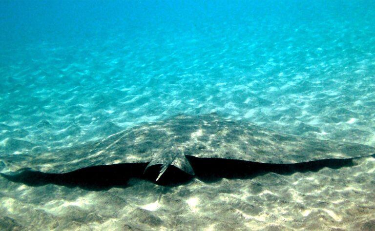 Butterfly Rays