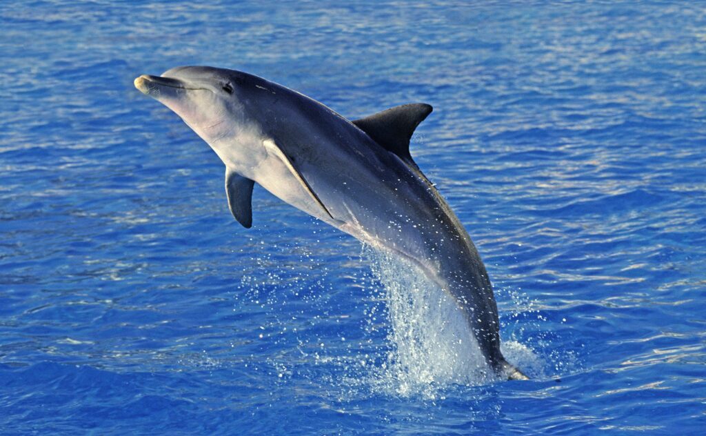 Common Bottlenose Dolphin