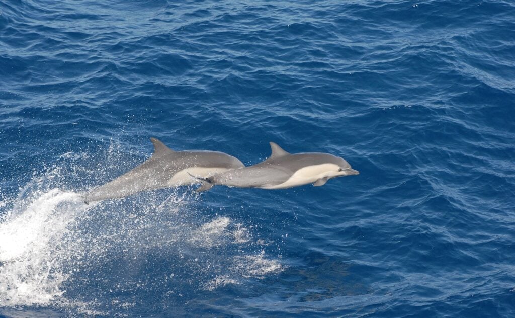 Common Dolphin