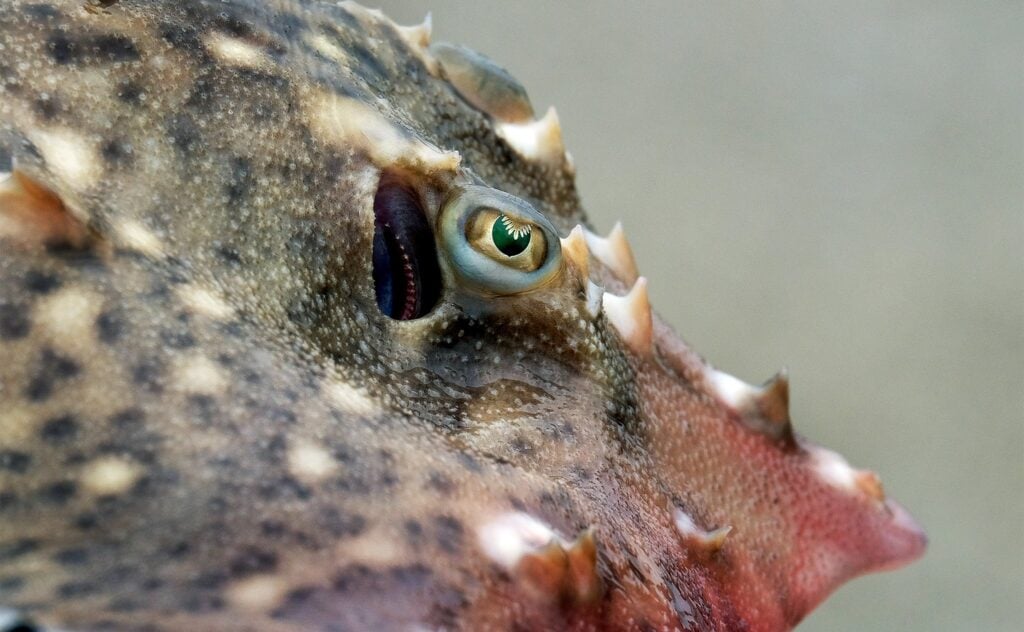 Common Skate