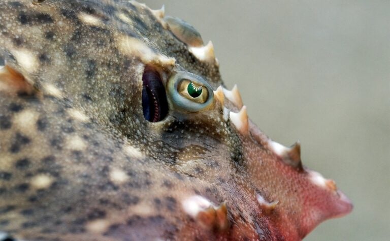 Common Skate