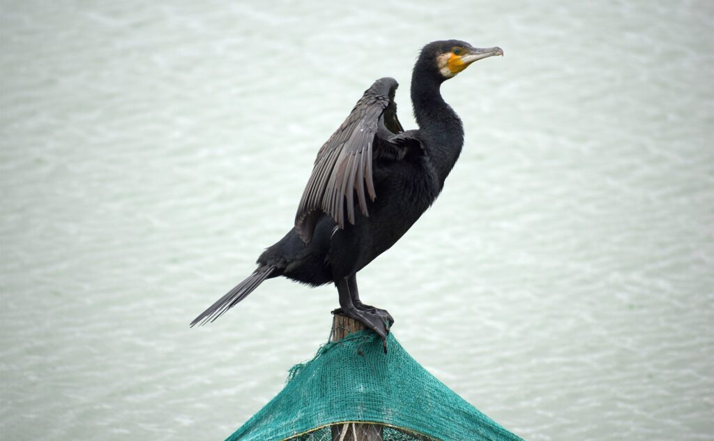 Cormorants