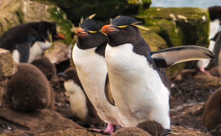 Crested Penguins