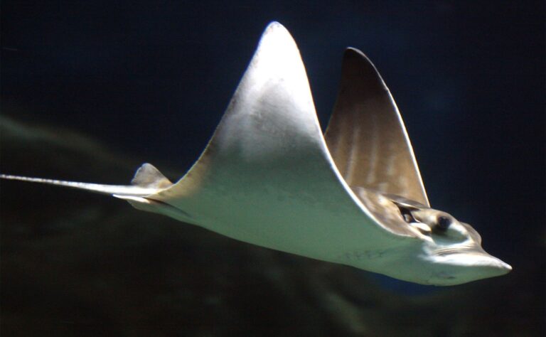 Eagle Rays