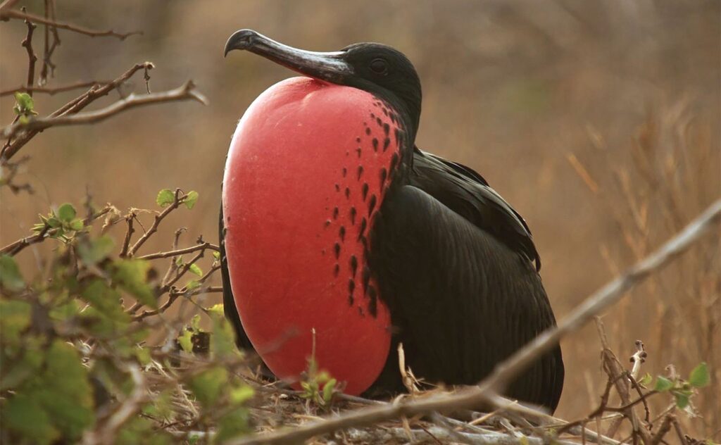 Frigatebirds