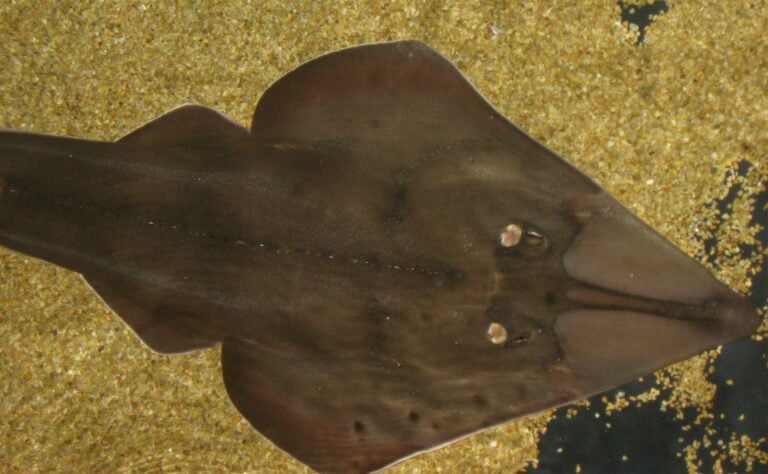 Giant Guitarfish