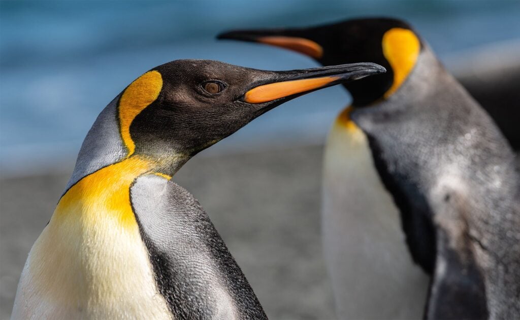 Great Penguins