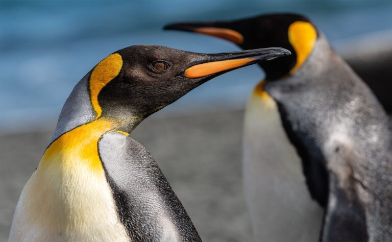 Great Penguins