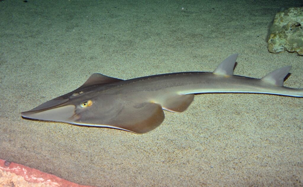Guitarfish