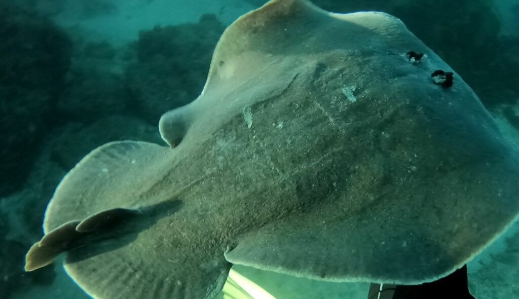 Coffin Rays