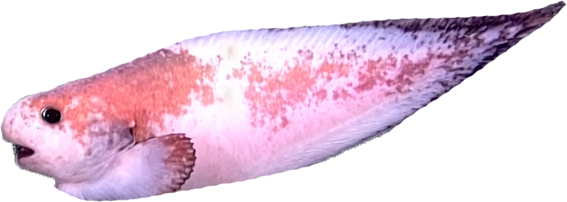 Snailfish. Photo: NOAA Ocean Exploration, Seascape Alaska