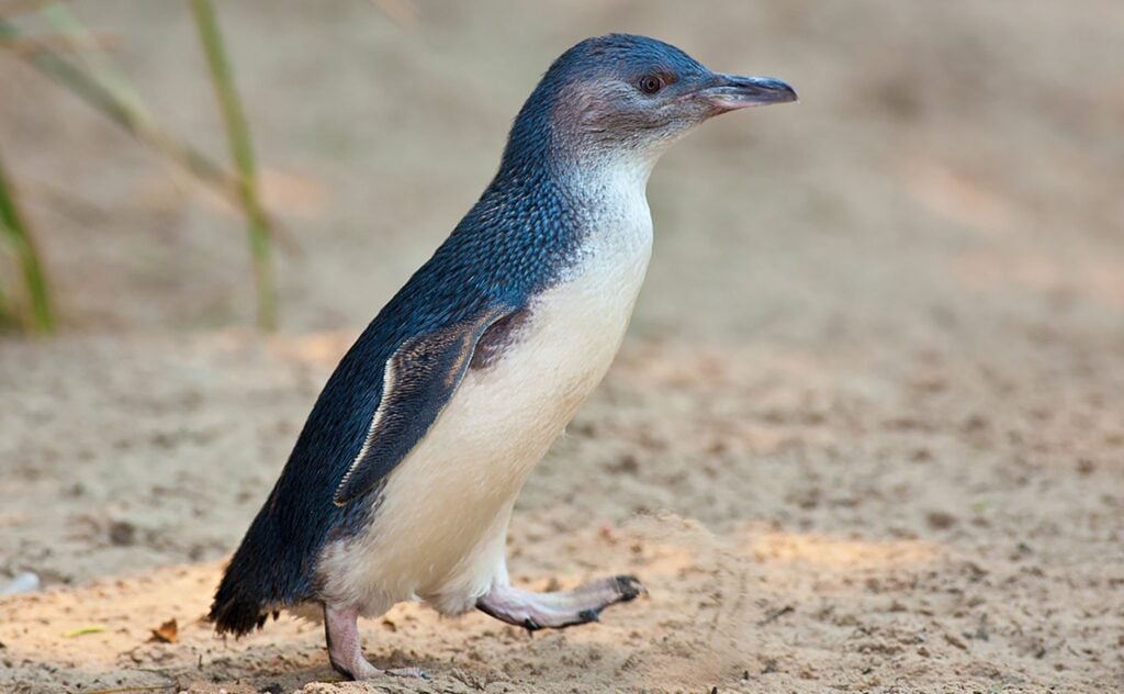 Little Penguins