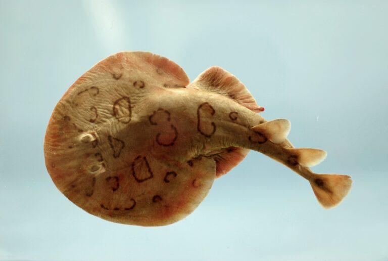 Numbfishes