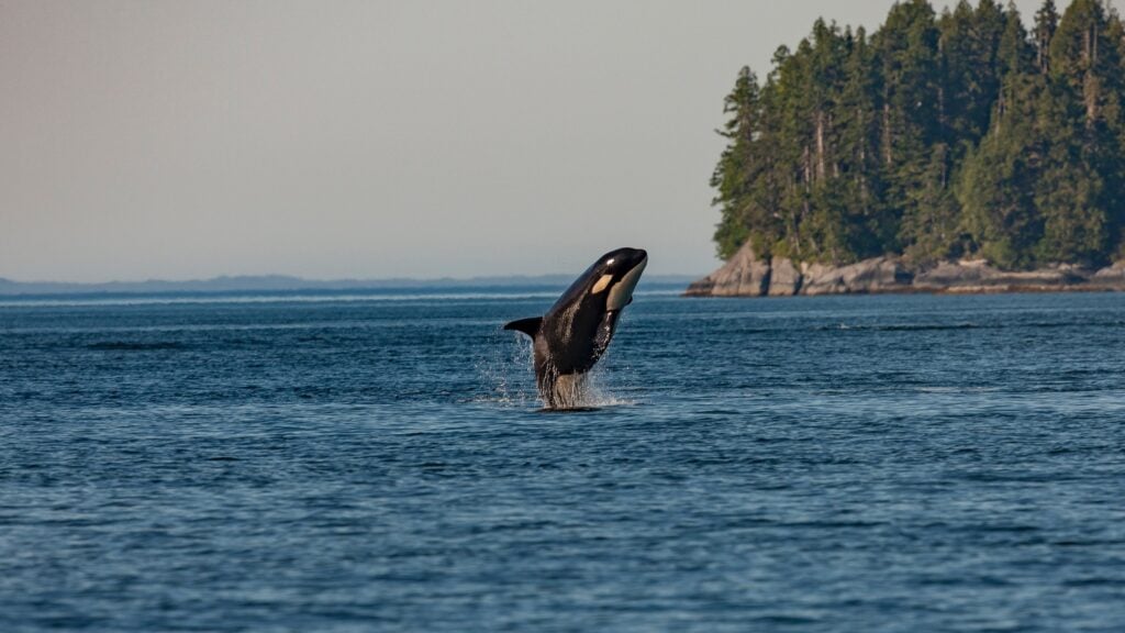 Orca Whale