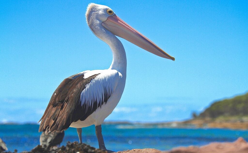 Pelicans