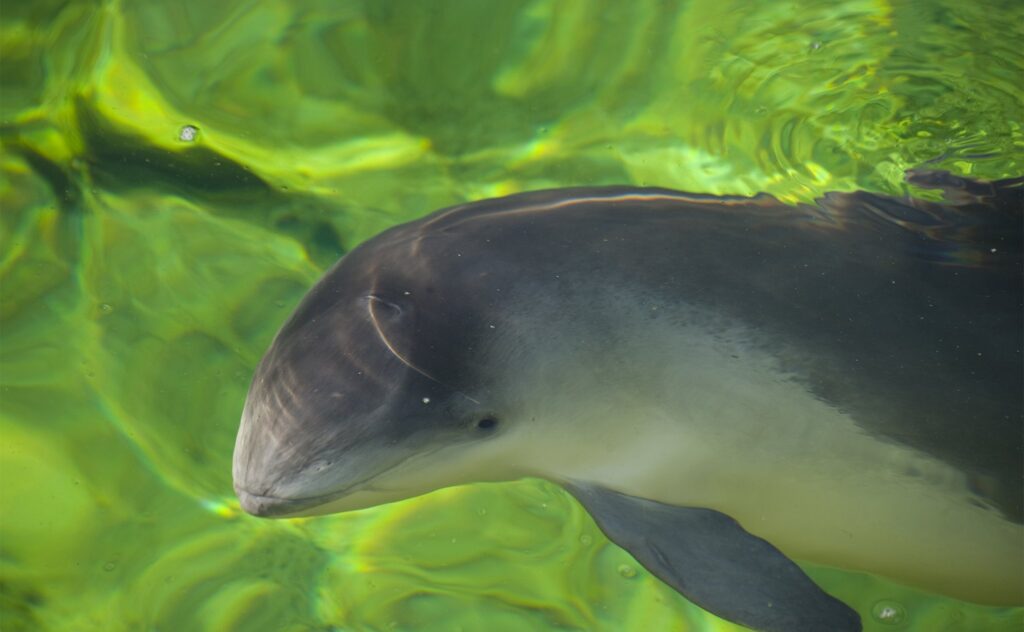 Porpoise