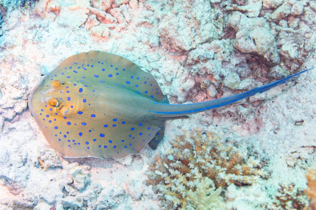 Whiptail Stingrays