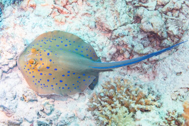 Whiptail Stingrays