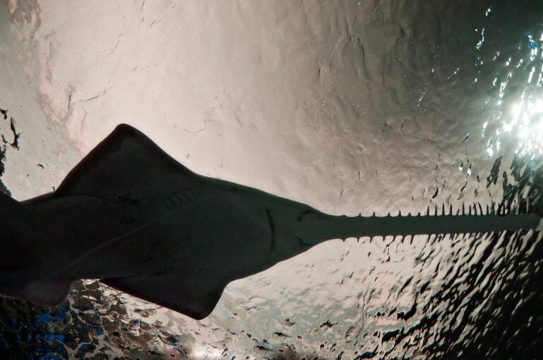 Sawfish