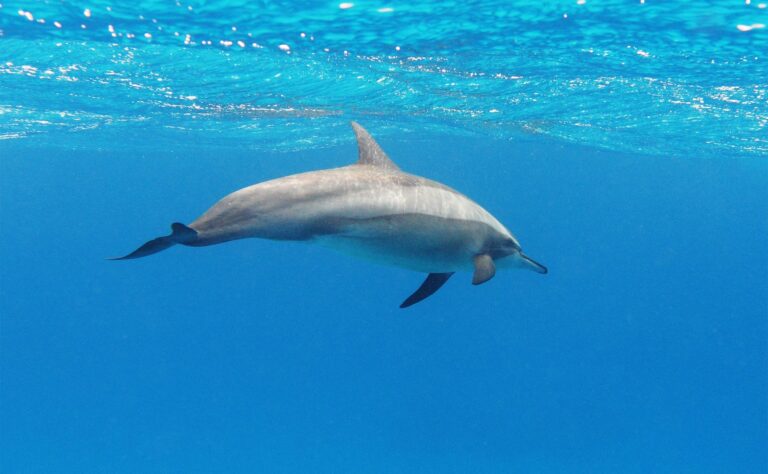 Spinner Dolphin