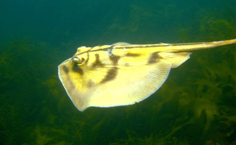 Stingarees
