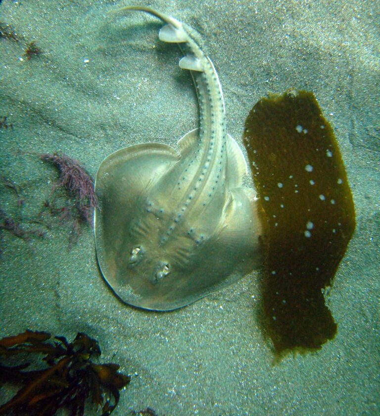 Thornback Rays